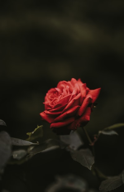 红玫瑰特写照片